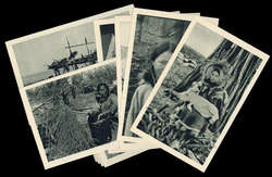 6605: United States - Picture postcards